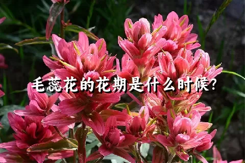 毛蕊花的花期是什么时候？