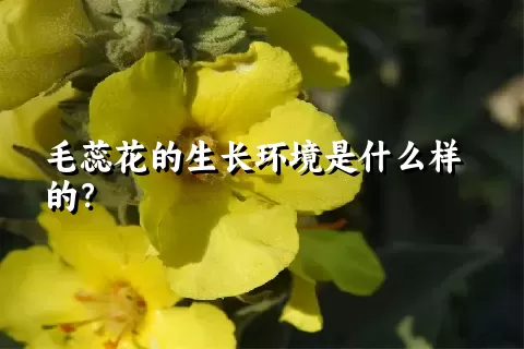 毛蕊花的生长环境是什么样的？