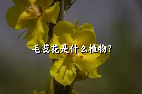 毛蕊花是什么植物？