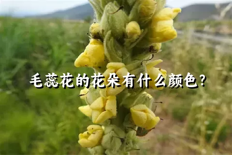 毛蕊花的花朵有什么颜色？