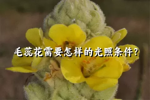 毛蕊花需要怎样的光照条件？