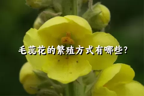 毛蕊花的繁殖方式有哪些？