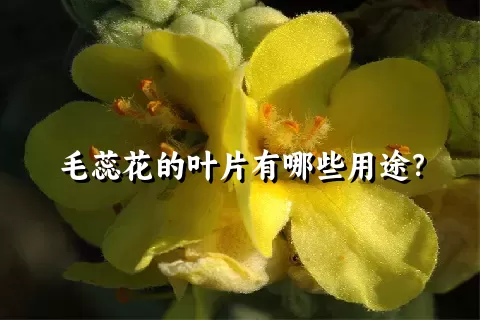 毛蕊花的叶片有哪些用途？