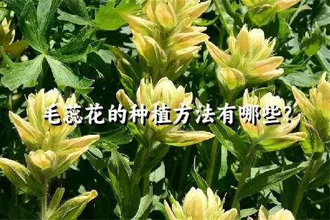 毛蕊花的种植方法有哪些？