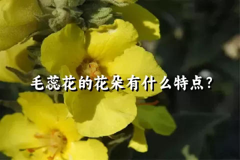 毛蕊花的花朵有什么特点？