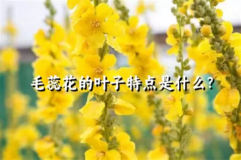 毛蕊花的叶子特点是什么？