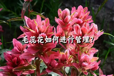 毛蕊花如何进行管理？