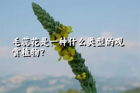 毛蕊花是一种什么类型的观赏植物？