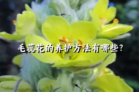 毛蕊花的养护方法有哪些？