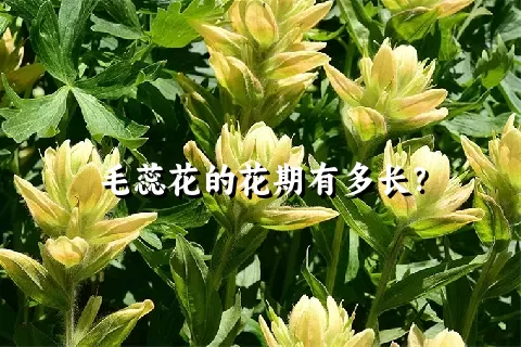 毛蕊花的花期有多长？