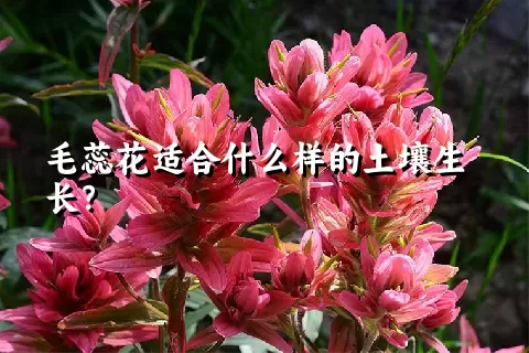 毛蕊花适合什么样的土壤生长？