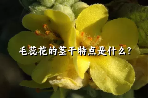 毛蕊花的茎干特点是什么？