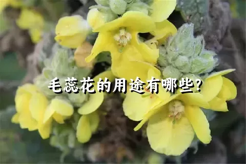 毛蕊花的用途有哪些？