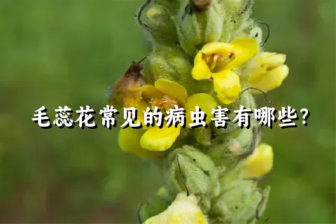 毛蕊花常见的病虫害有哪些？