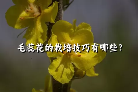 毛蕊花的栽培技巧有哪些？