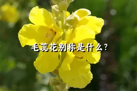 毛蕊花别称是什么？