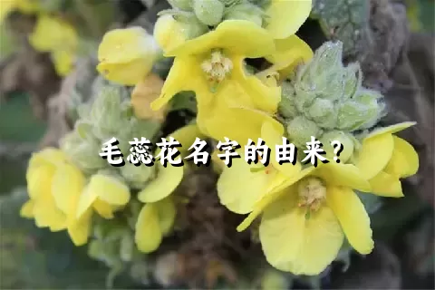 毛蕊花名字的由来？