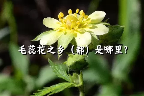 毛蕊花之乡（都）是哪里？