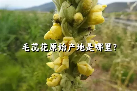 毛蕊花原始产地是哪里？