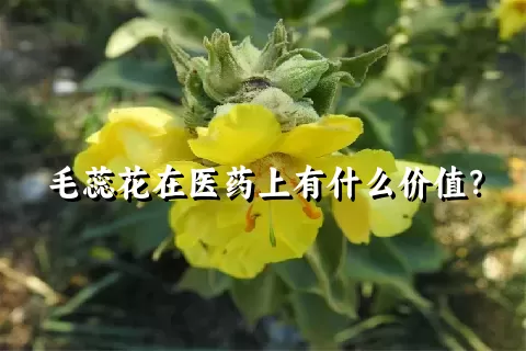 毛蕊花在医药上有什么价值？