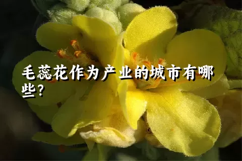 毛蕊花作为产业的城市有哪些？