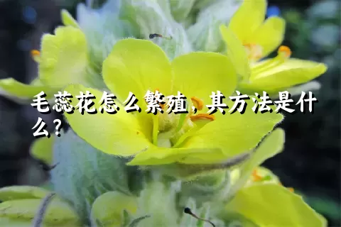 毛蕊花怎么繁殖，其方法是什么？