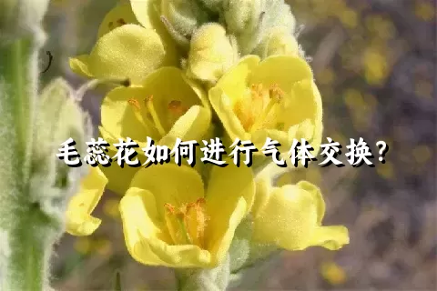 毛蕊花如何进行气体交换？