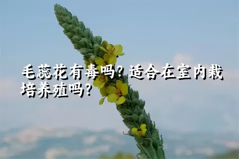 毛蕊花有毒吗？适合在室内栽培养殖吗？