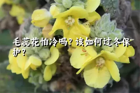 毛蕊花怕冷吗？该如何过冬保护？