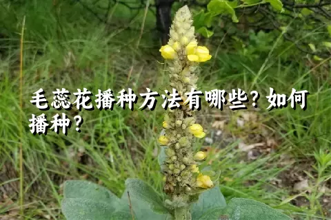 毛蕊花播种方法有哪些？如何播种？