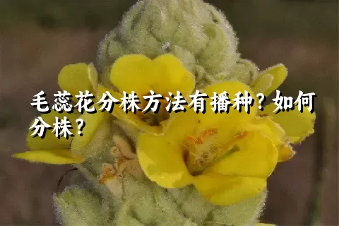 毛蕊花分株方法有播种？如何分株？