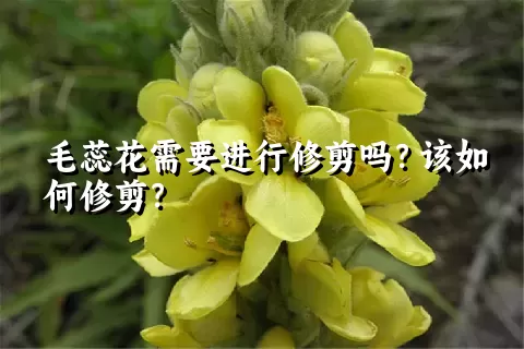 毛蕊花需要进行修剪吗？该如何修剪？