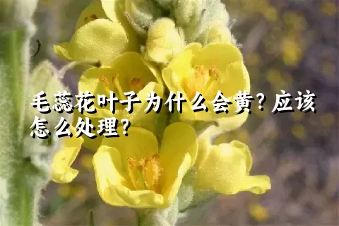 毛蕊花叶子为什么会黄？应该怎么处理？