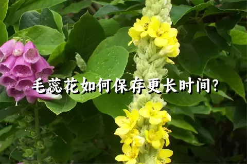 毛蕊花如何保存更长时间？