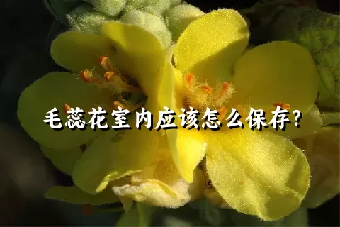 毛蕊花室内应该怎么保存？