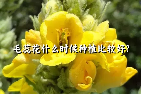 毛蕊花什么时候种植比较好？