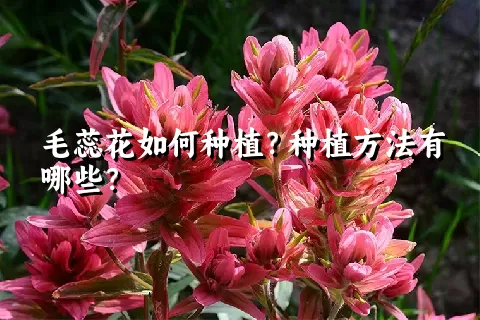 毛蕊花如何种植？种植方法有哪些？