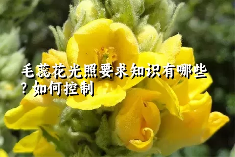 毛蕊花光照要求知识有哪些？如何控制