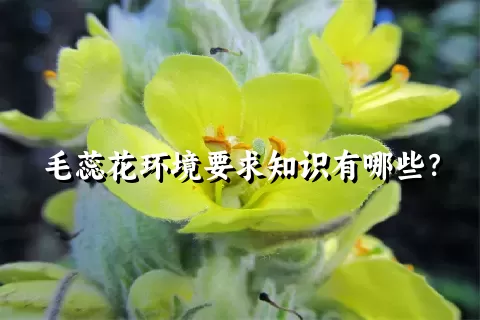 毛蕊花环境要求知识有哪些？