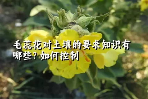 毛蕊花对土壤的要求知识有哪些？如何控制