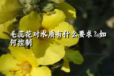 毛蕊花对水质有什么要求？如何控制