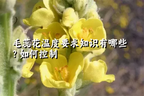 毛蕊花温度要求知识有哪些？如何控制