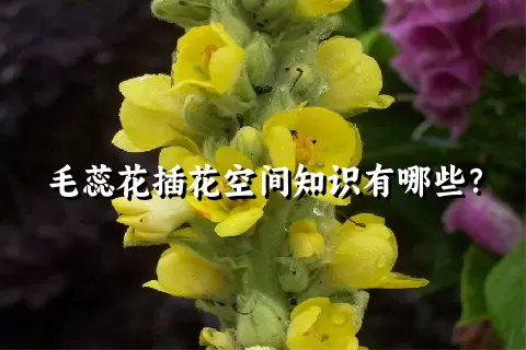 毛蕊花插花空间知识有哪些？