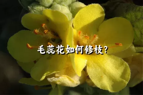 毛蕊花如何修枝？