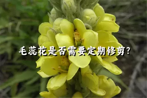 毛蕊花是否需要定期修剪？