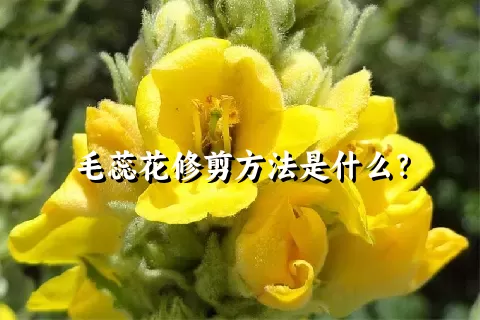 毛蕊花修剪方法是什么？