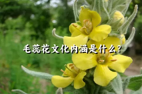 毛蕊花文化内涵是什么？