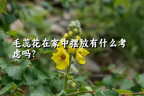 毛蕊花在家中摆放有什么考虑吗？