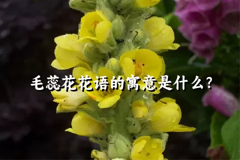 毛蕊花花语的寓意是什么？