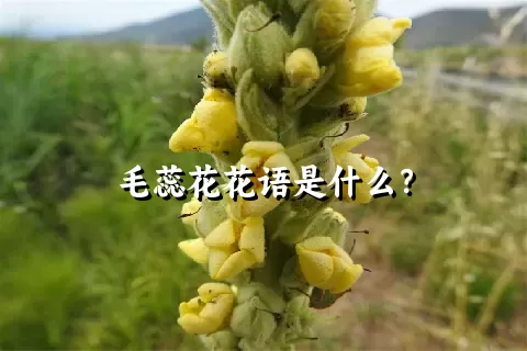 毛蕊花花语是什么？